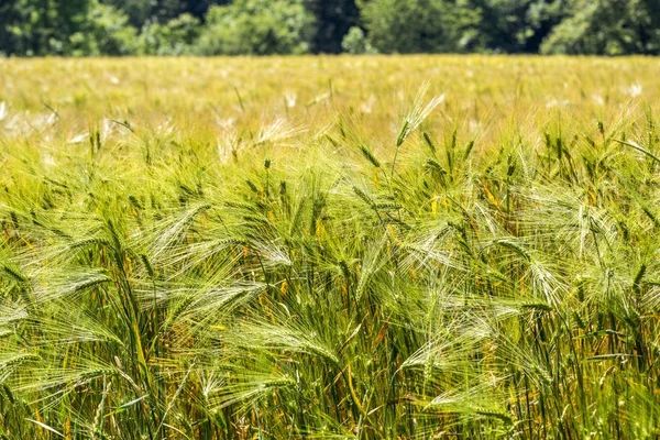 Campo di grano primo piano — Foto Stock