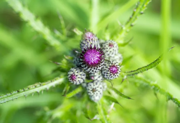 Lila blomknoppar i naturlig atmosfär — Stockfoto