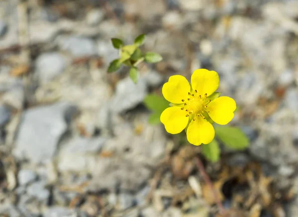 Yellow flowers in natural ambiance — Stock Photo, Image