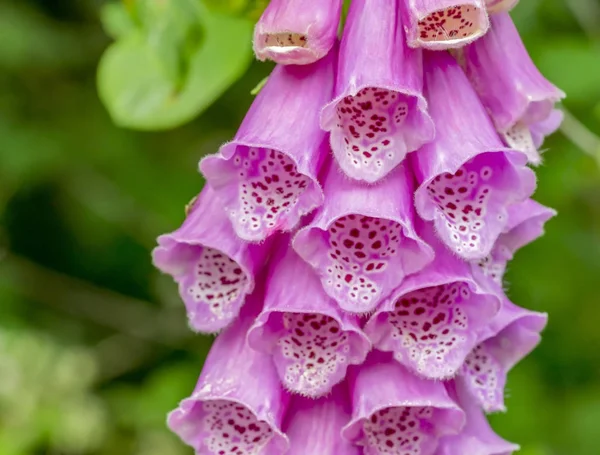 Fiori comuni del guanto di volpe — Foto Stock