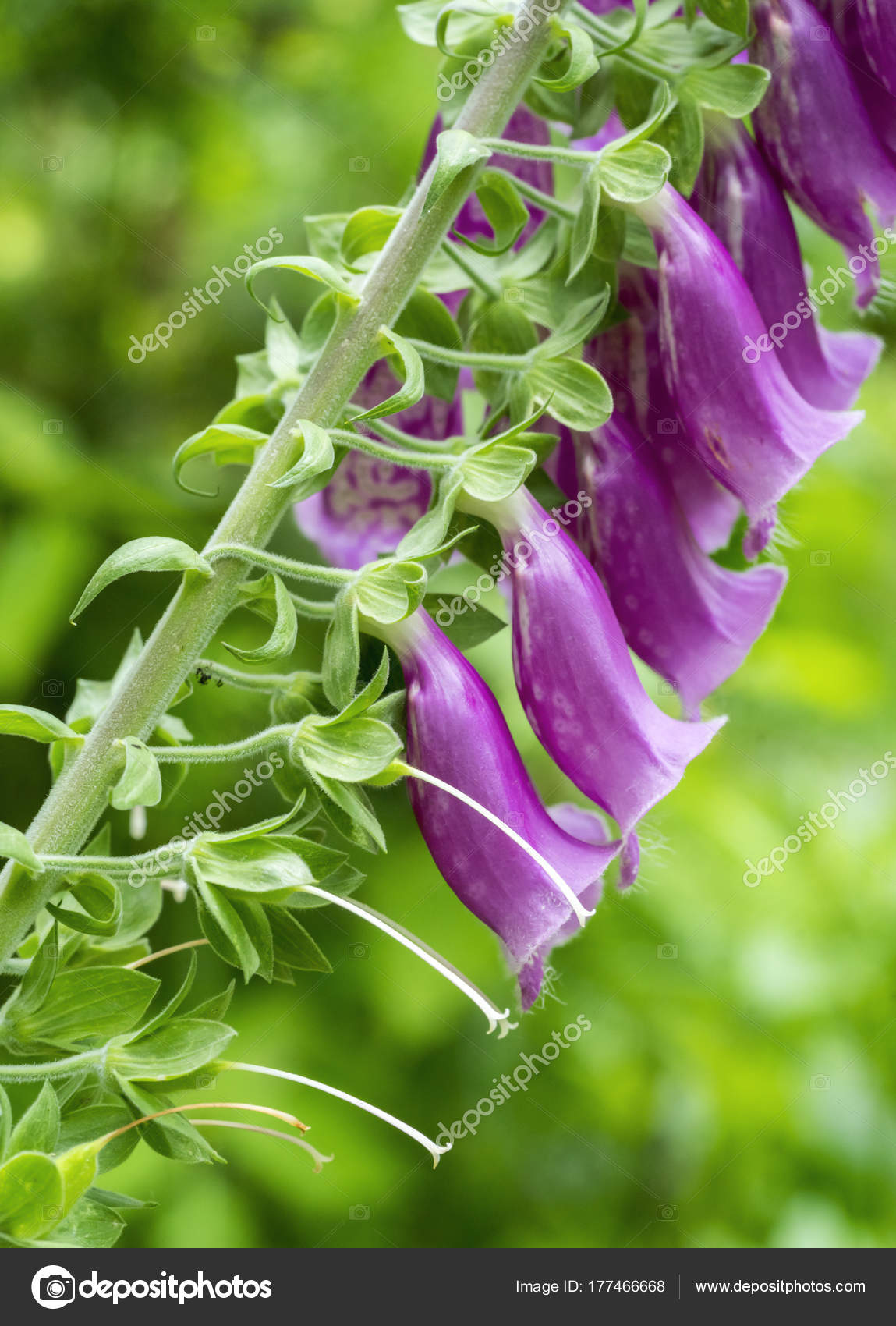 Hermosa flor púrpura del valle de una planta en el jardín. — Foto de
