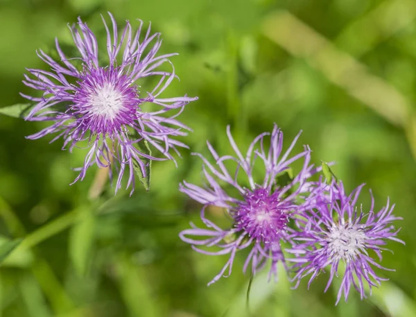 Pink flowers in natural ambiance — Stock Photo, Image