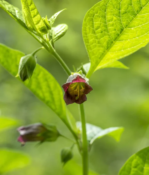 Fleurs rouges dans une ambiance naturelle — Photo