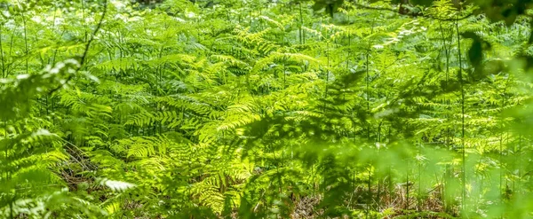 茂密的植被特写 — 图库照片