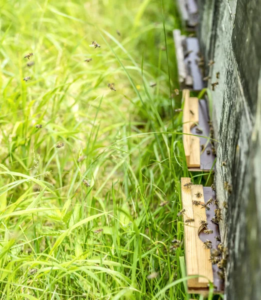 Bijenkorf en bijen — Stockfoto