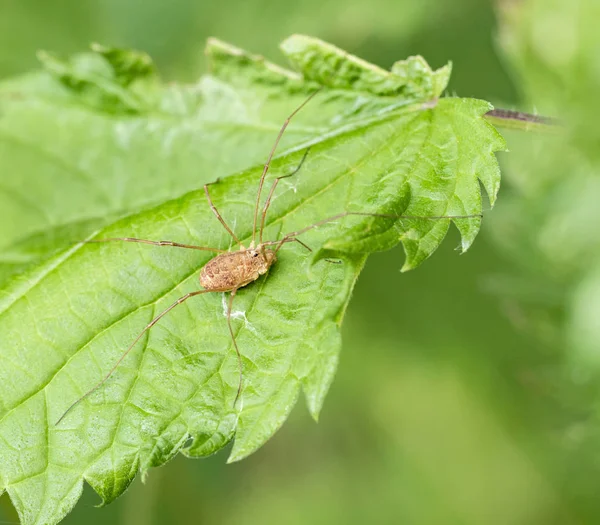 Harvestman yaprak üzerinde — Stok fotoğraf