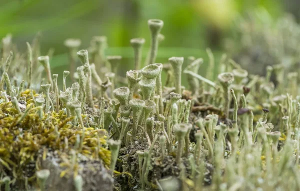 Tasse Flechten Vegetation Nahaufnahme — Stockfoto