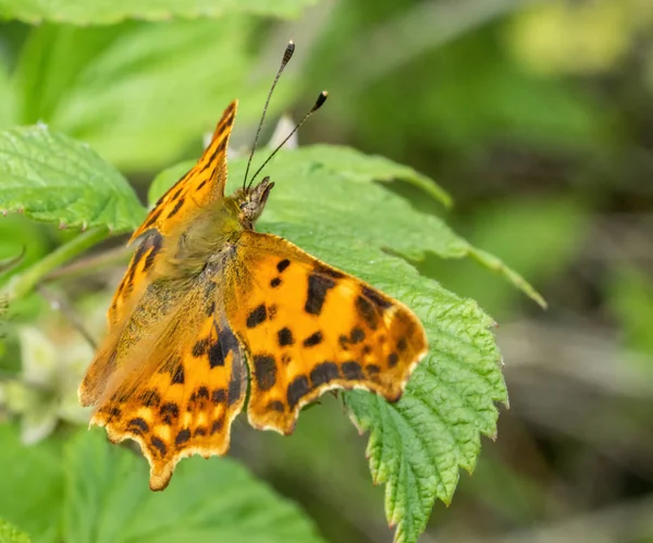 Anglewing motyl zbliżenie — Zdjęcie stockowe