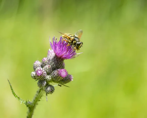 Hoverfly σε γαϊδουράγκαθο λουλούδι — Φωτογραφία Αρχείου