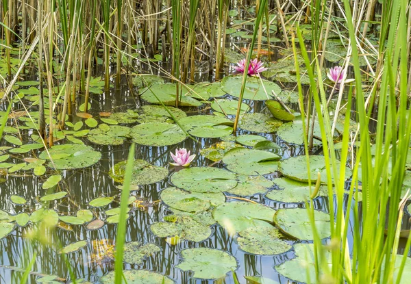 Ninfee in uno stagno — Foto Stock