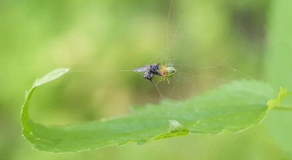 Aranha com presa — Fotografia de Stock
