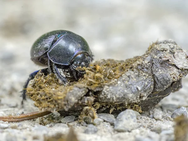 Primer plano del escarabajo estiércol — Foto de Stock