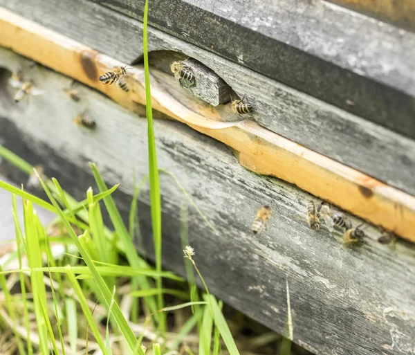 Beehive and bees — Stock Photo, Image