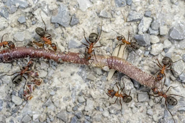 Ameisen und Regenwürmer — Stockfoto