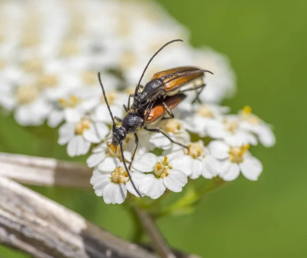 Besouros copulantes de longhorn — Fotografia de Stock