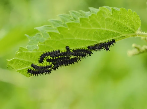 European peacock caterpillars — Stock Photo, Image