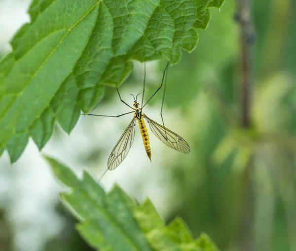 Γερανός μύγα μεταξύ πράσινα φύλλα — Φωτογραφία Αρχείου