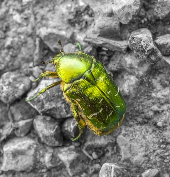 Chafer de flores iridiscentes —  Fotos de Stock