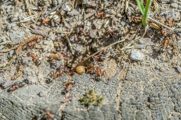 Lots of ants — Stock Photo, Image