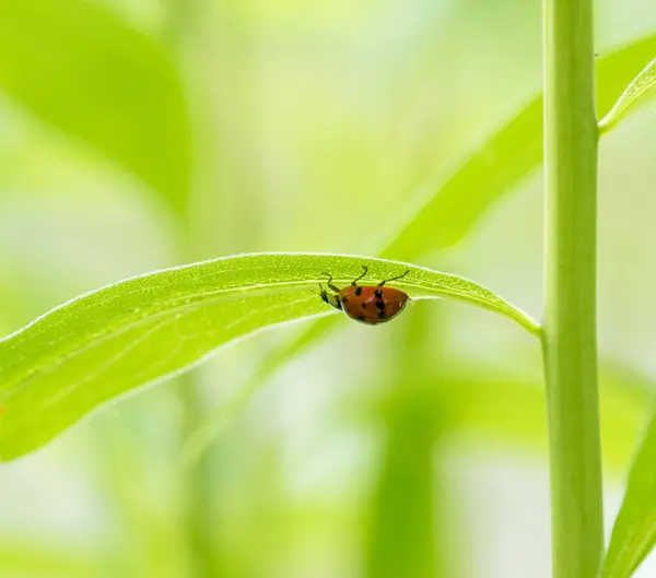 Uğur böceği altında yaprak yeşil — Stok fotoğraf