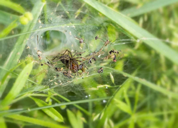 Araña de tela de embudo — Foto de Stock