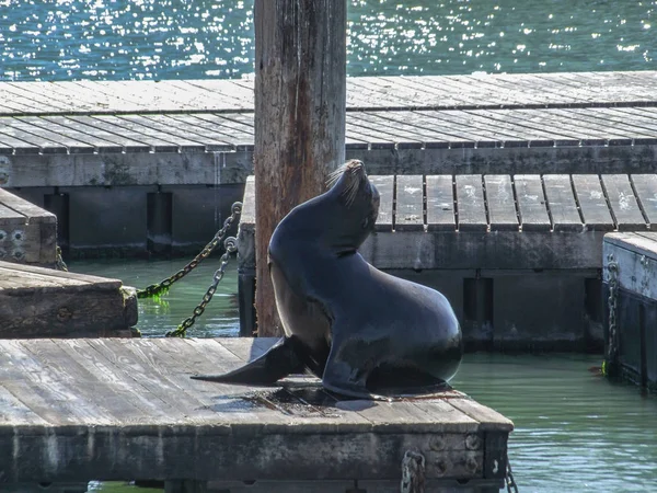 Lion de mer en San Francisco — Photo