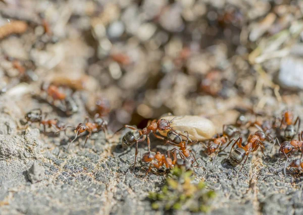 Hormigas y capullo — Foto de Stock
