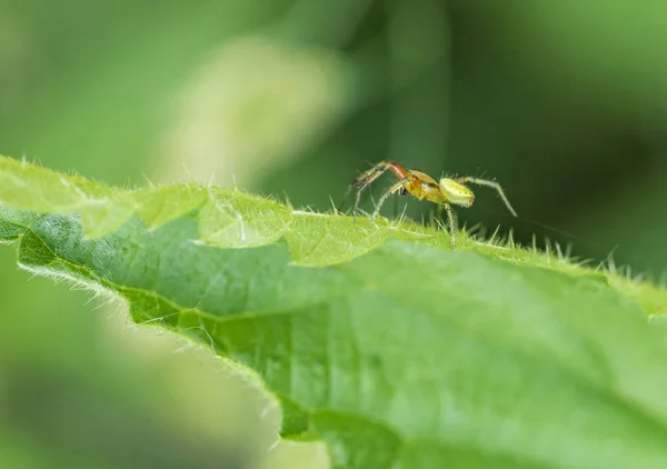 Cucumber green spider on green leaf — Stock Photo, Image