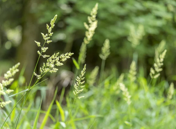 Gras oor closeup — Stockfoto