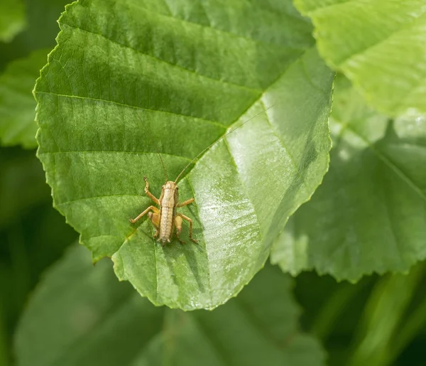 Saltamontes en hoja verde —  Fotos de Stock