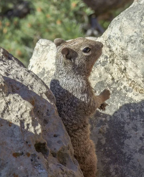 Squirrel between stones — Stock Photo, Image