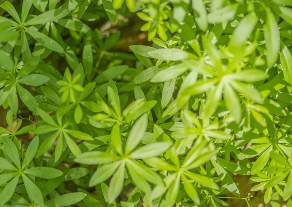 Dense vegetation closeup — Stock Photo, Image