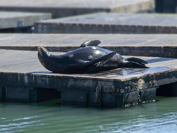 Sea Lion i San Francisco — Stockfoto