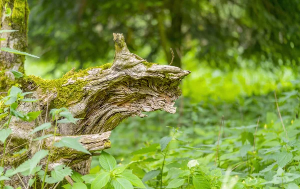 Stub en dichte begroeiing — Stockfoto