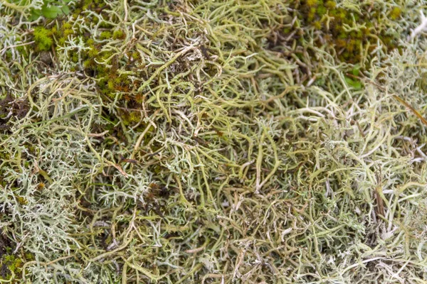 Reindeer lichen detail — Stock Photo, Image