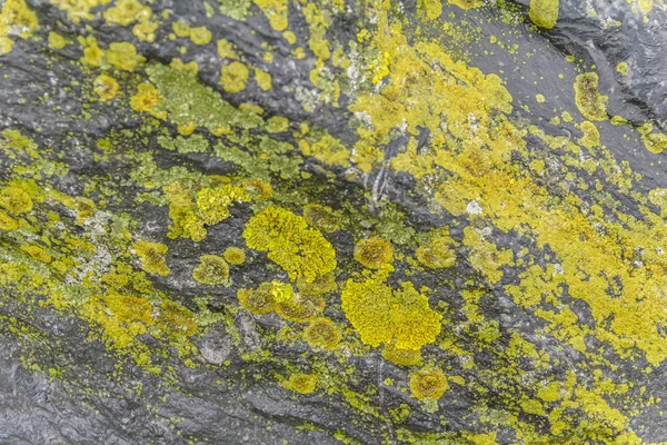 石と苔癬 — ストック写真