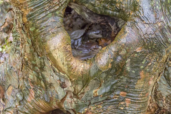 天然木の背景 — ストック写真