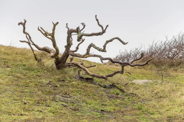 Kustlandschap met knaggy boom — Stockfoto