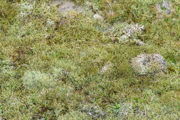 Reindeer lichen detail — Stock Photo, Image