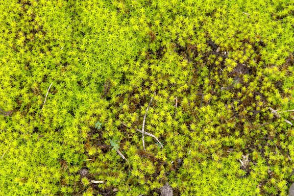 Detalle musgo retorcido — Foto de Stock