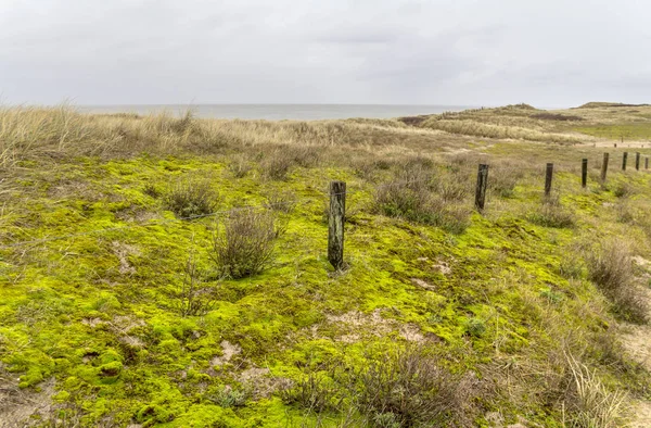 Coastal dune scenery — Stock Photo, Image