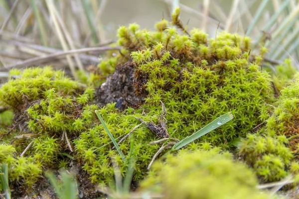 Niedrige Winkel Moos Detail — Stockfoto