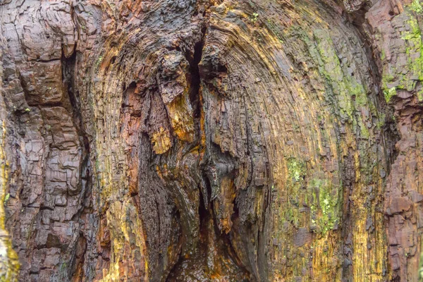 カラフルな木製の背景 — ストック写真