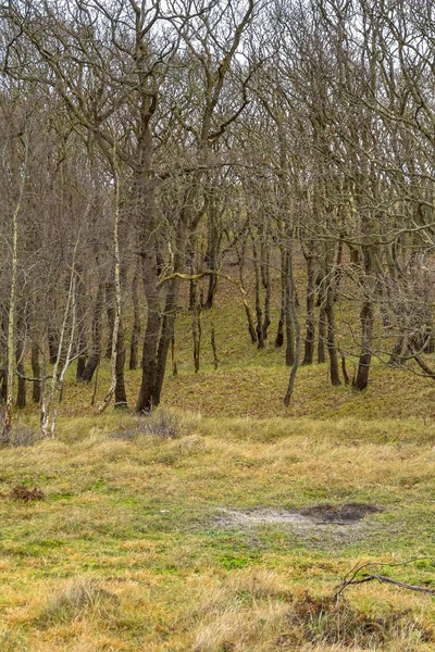 Küstenwaldlandschaft — Stockfoto