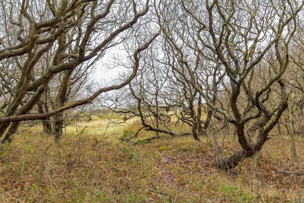 Pobřežní lesní krajina — Stock fotografie