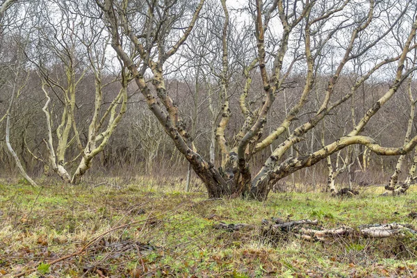 Pobřežní lesní krajina — Stock fotografie