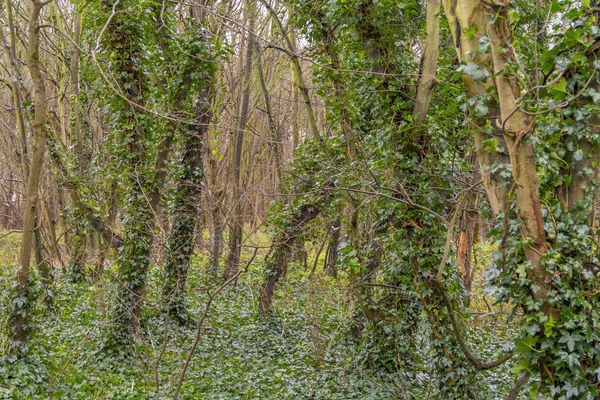 Coastal forest scenery — Stock Photo, Image