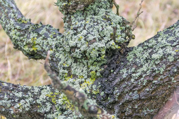 Igenvuxna trä detalj — Stockfoto