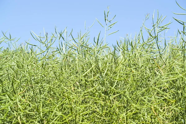 Sunny canola closeup — Stock Photo, Image