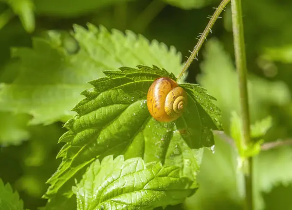 Caracol cáscara soleado —  Fotos de Stock